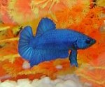 bluebetta