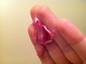 This frog will change your life. Or day.
